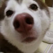 gaaha avatar