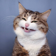 kit avatar