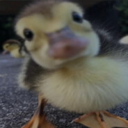 Duck avatar