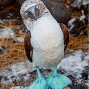 Bluefooted Booby avatar