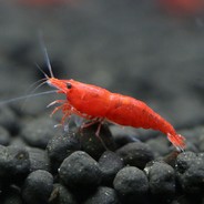 Shrimp Major avatar