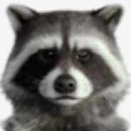 raccoon avatar